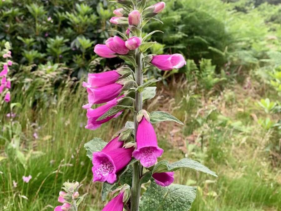 Pretty in Pink & Purple