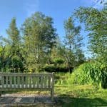Warren Forest - bench