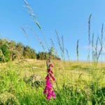 Pink Flower in the mountain