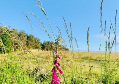 Pink Flower in the mountain