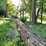 Bluebell lined walkways