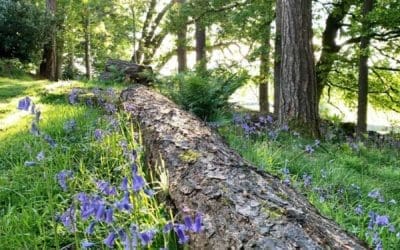 Seeking a little Shade?