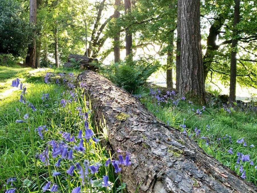 Seeking a little Shade?