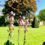 Warren Forest Park Shot with flowers