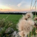 Warren Forest Park View