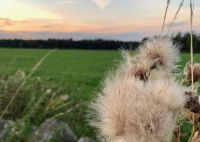 Warren Forest Park View