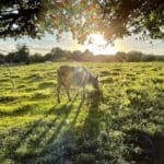 Warren Forest Park a Horse Easting Grass