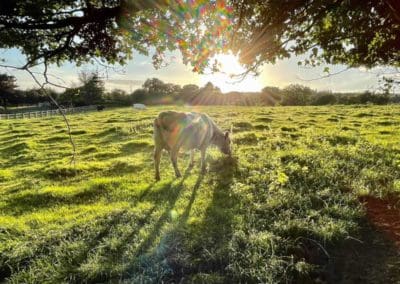 Warren Forest Park a Horse Easting Grass