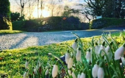 Snowdrops & Sunshine