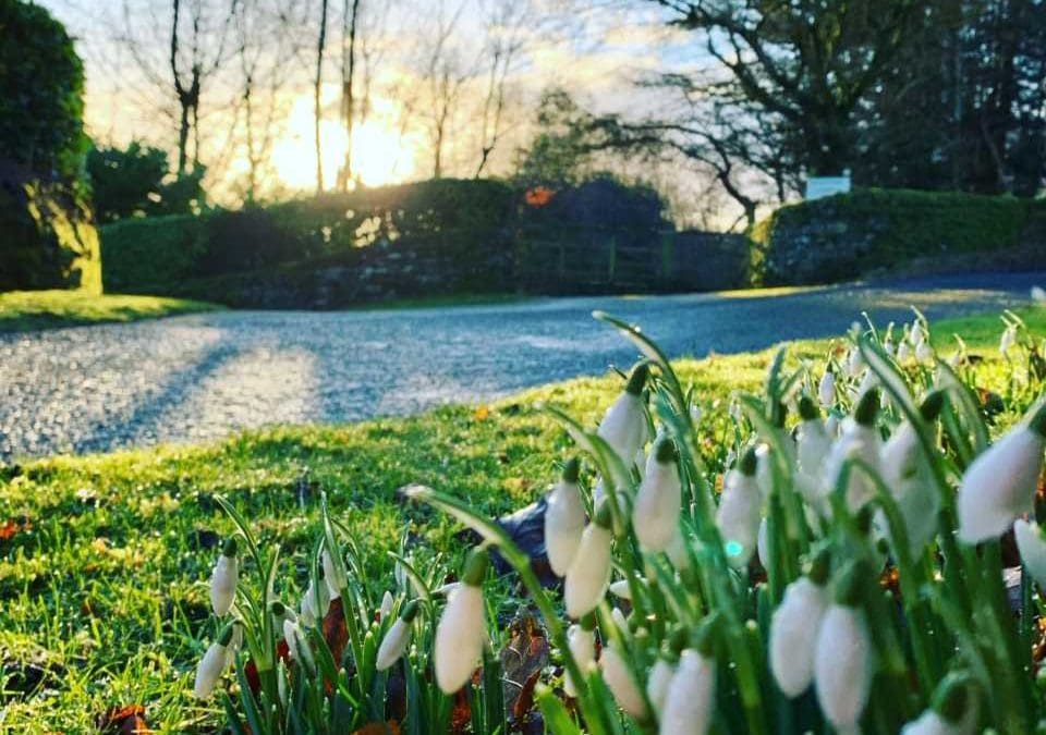 Snowdrops & Sunshine