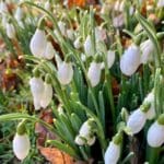 Bowed Heads Snowdrop Flowers