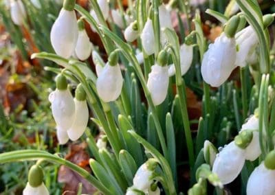 Bowed Heads Snowdrop Flowers