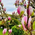 A Blooming Bank Holiday