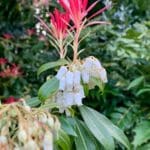 Forest Park Flower Season