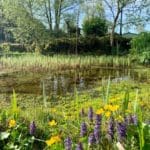 Warren Forest Park Swamp