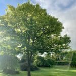 Forest Park Green Moments