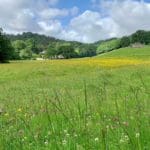 Buttercups & Daisies