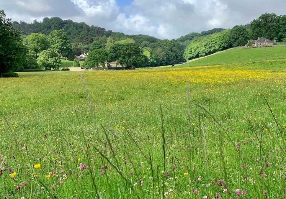 Buttercups & Daisies
