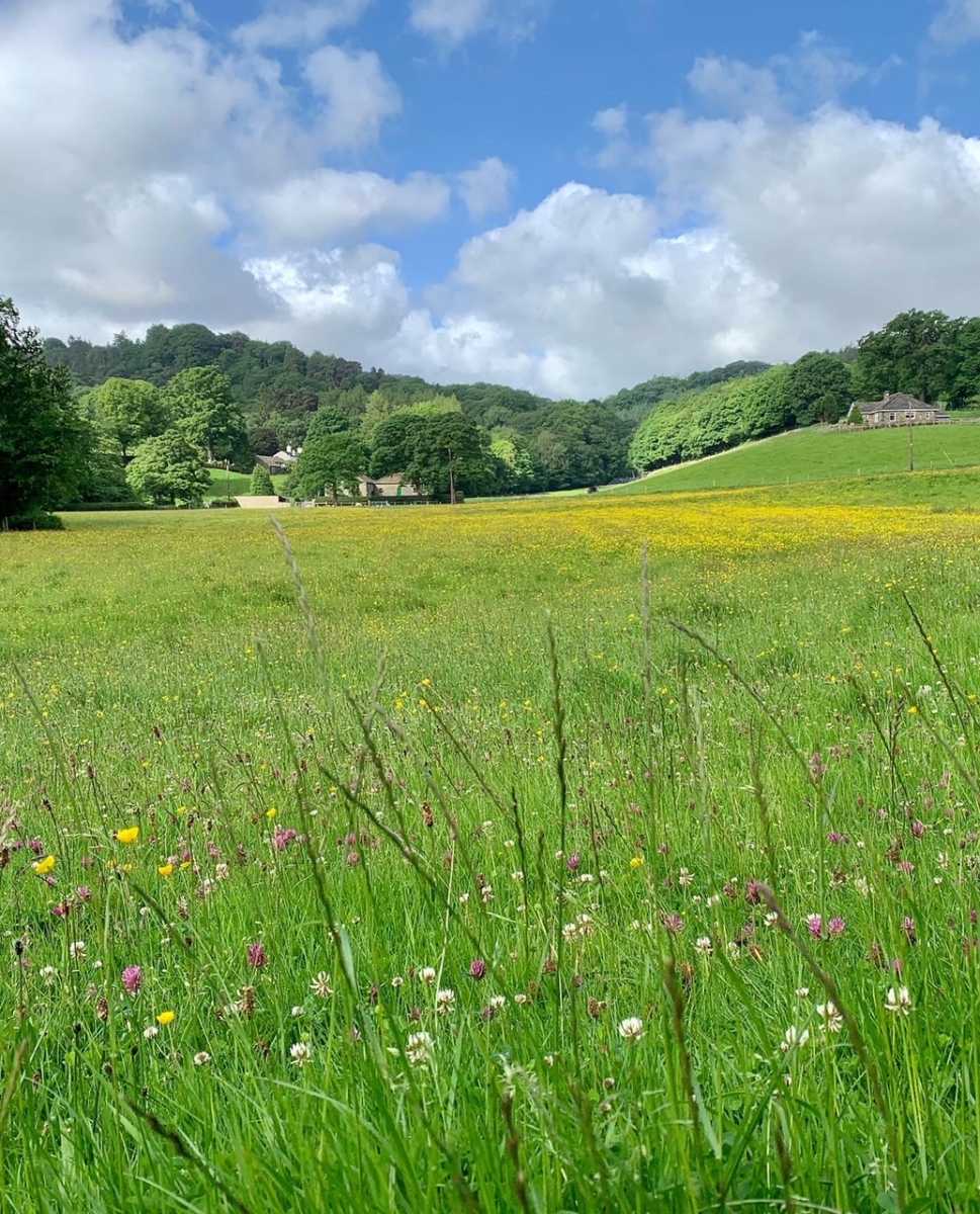 Buttercups & Daisies