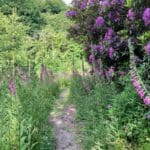 Buttercups & Daisies