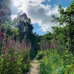 Buttercups & Daisies
