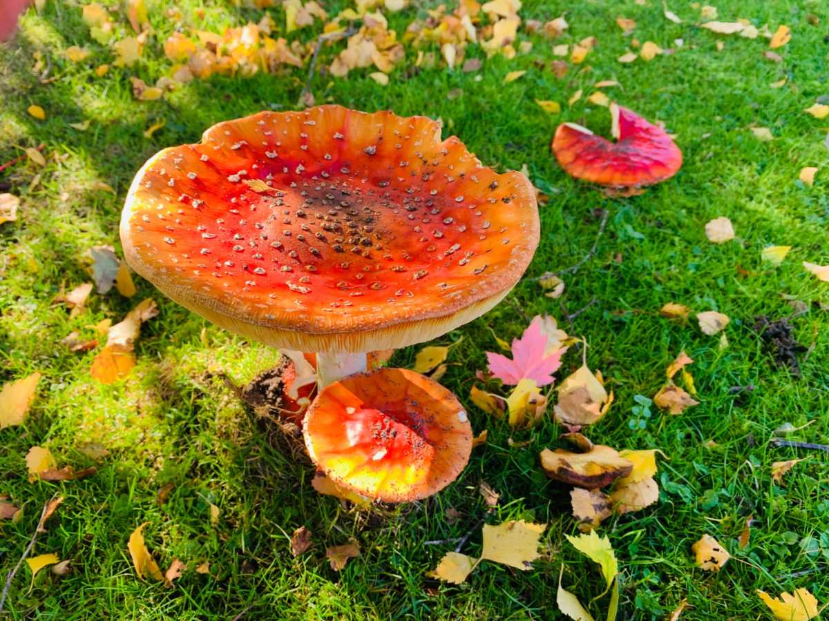 Magic Mushroom