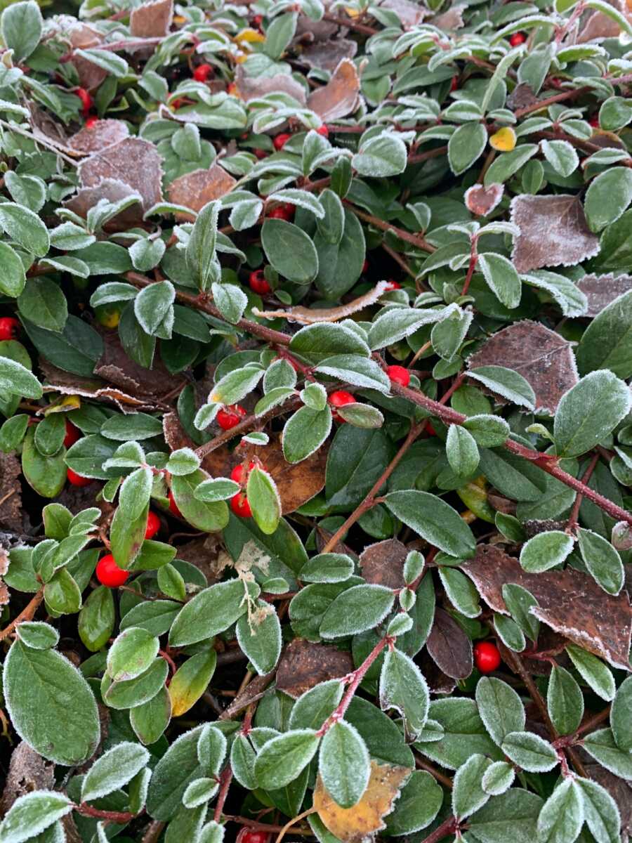 November frozen Berries