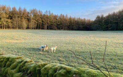 April Sunshine & Showers