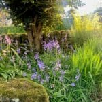 Forest Park Beautiful Blooms