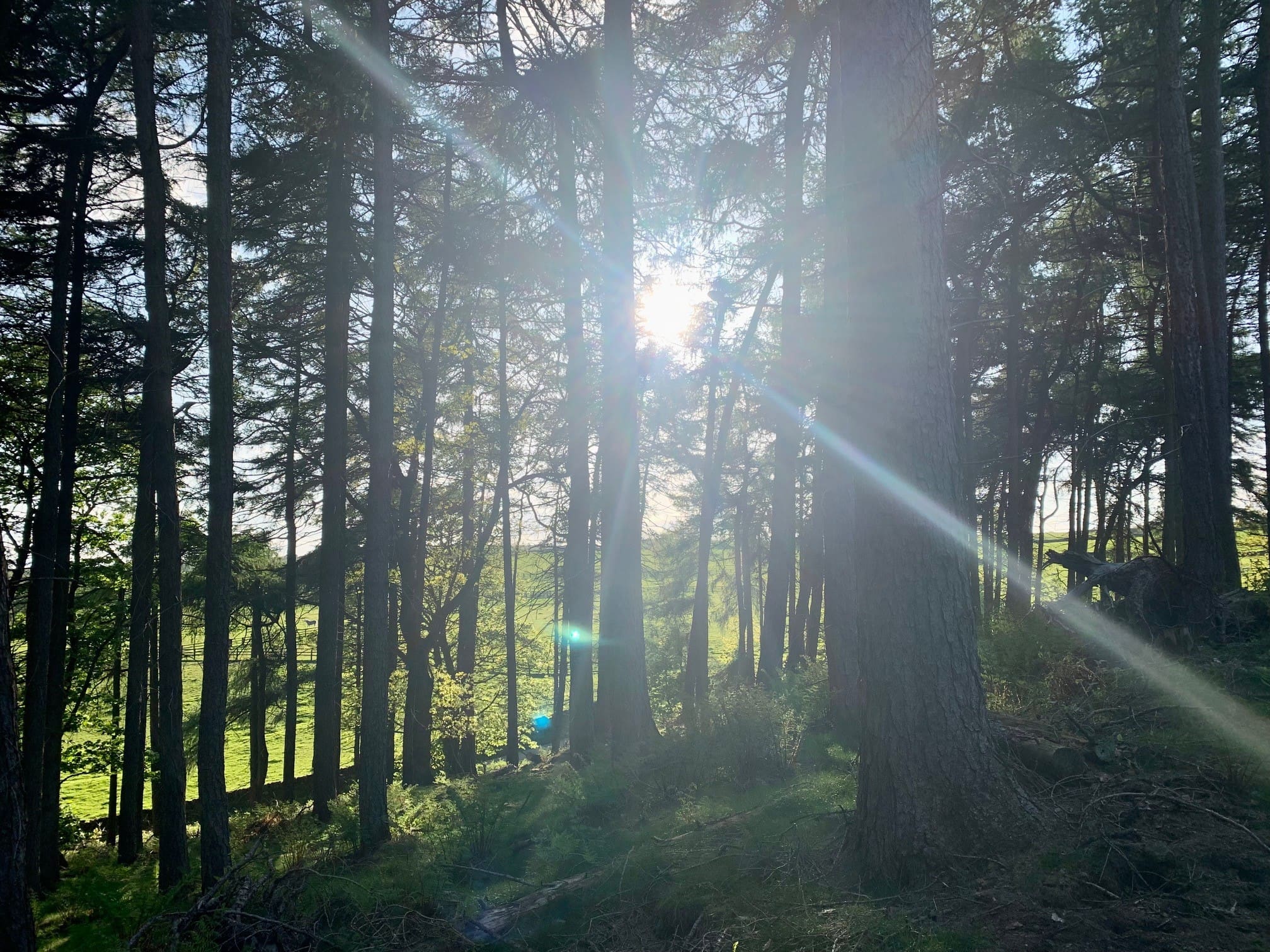 Explore at Warren Forest Park