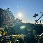 Illuminated Spiders Web