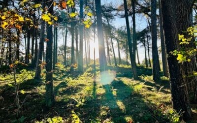 The Benefits of Woodland Walking