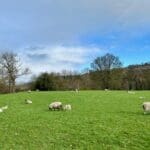 Lambs Bewerly at the Forest Park
