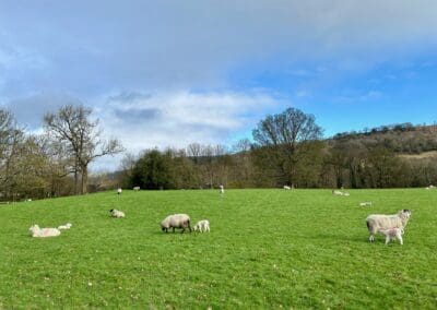 Lambs Bewerly at the Forest Park