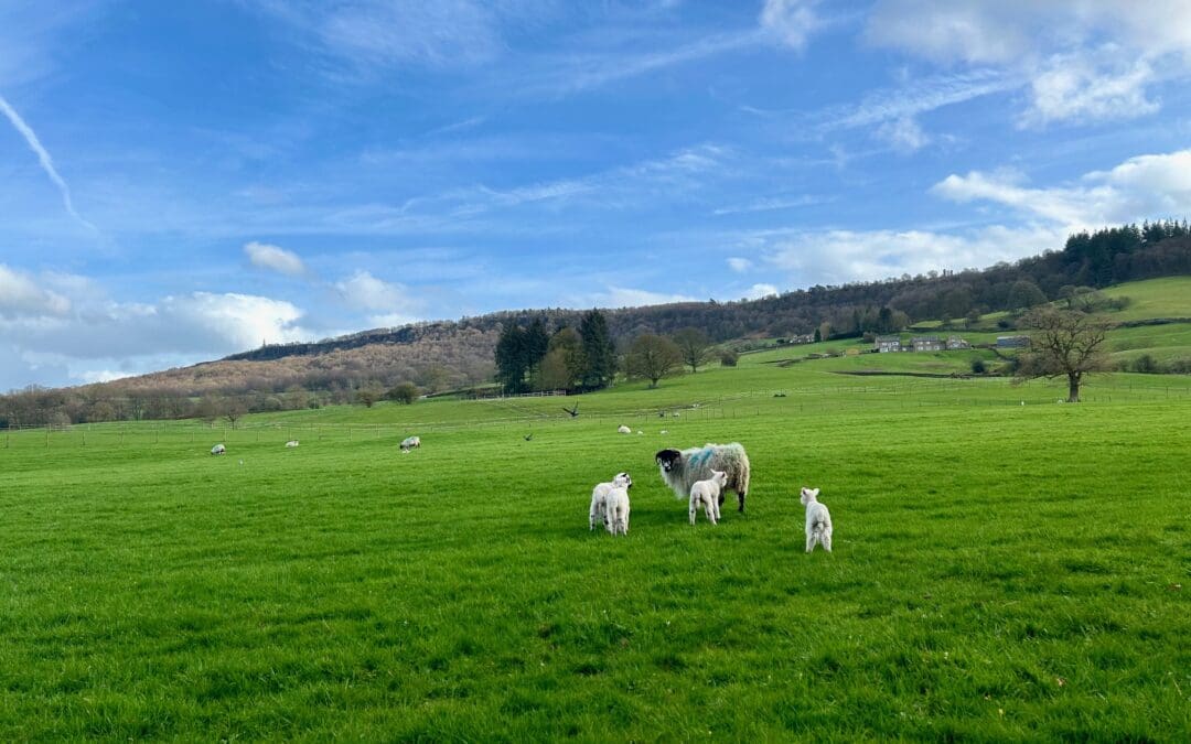 April Lambs
