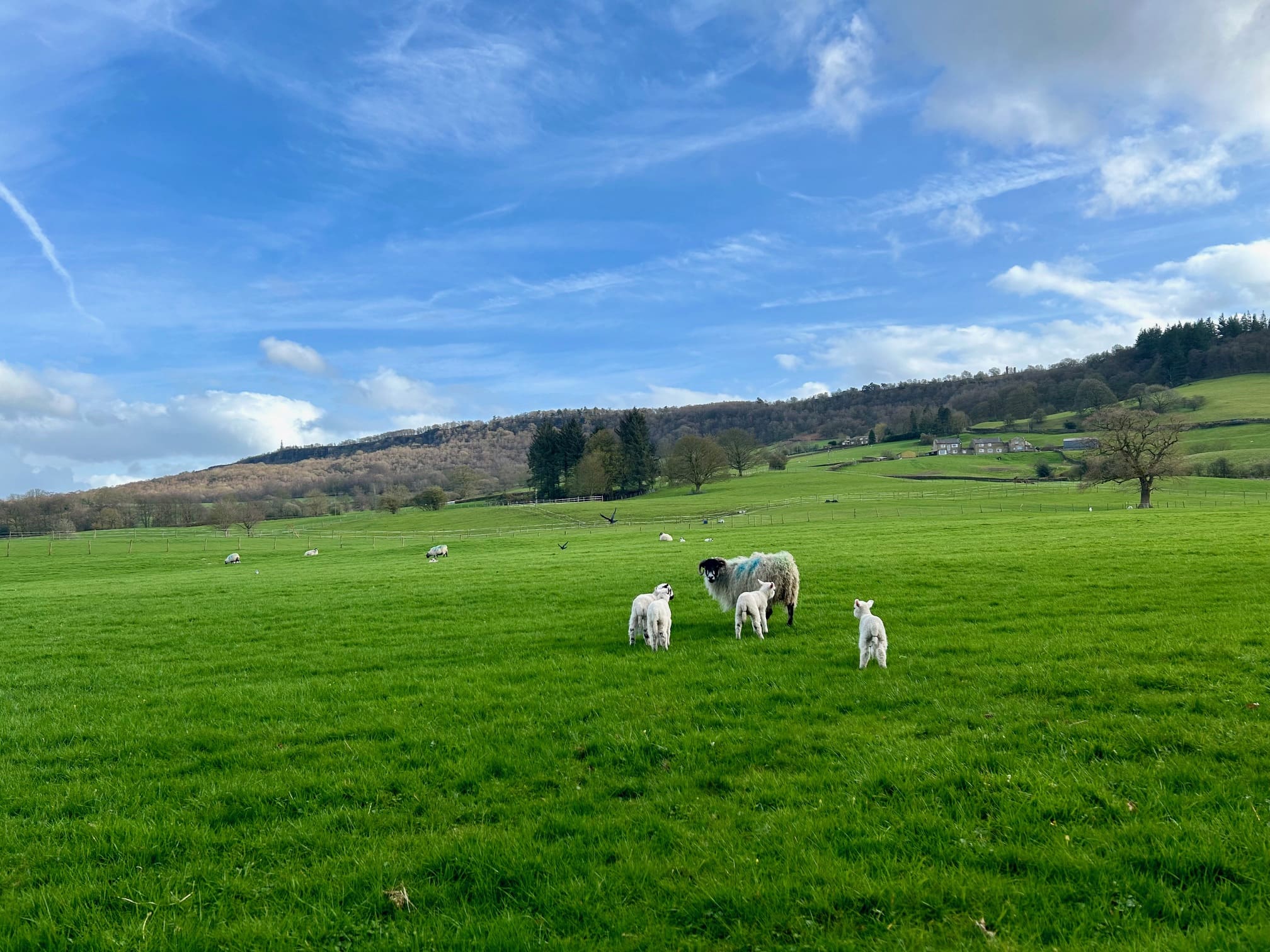 April Lambs