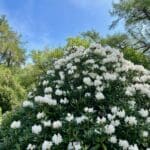 Forest Park Month of May Ambiance