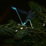 Damselflies grouped on pond lily pads park wildlife