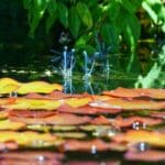 Tranquil park water feature tiered fountain lily pads