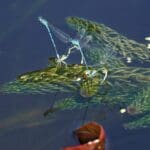 Blue damselflies mating on pond water lily pads