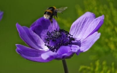 Blooming into August