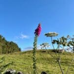 July 2 | Warren Forest