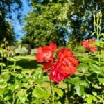 Valley Gardens 6 | Warren Forest Park