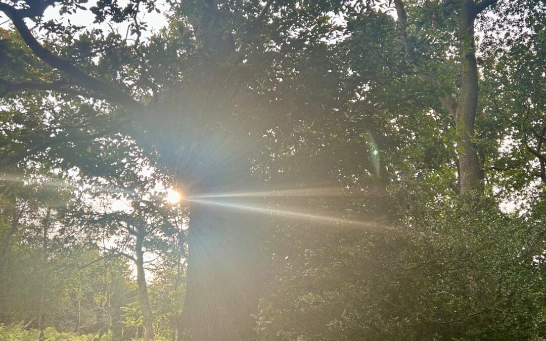 Our Woodland Walks