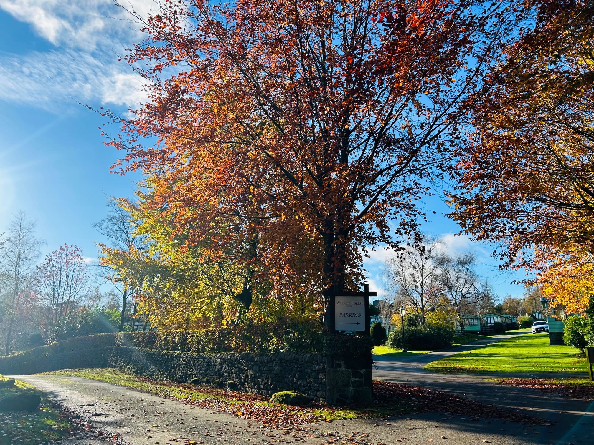 Sunlit autumn trees with red and yellow leaves by a country road