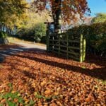 Path covered in fallen autumn leaves with a wooden gate and trees