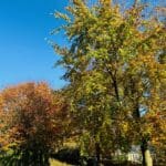 Bright autumn trees with golden, yellow, and orange leaves