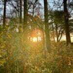 Sunlight shining through tall trees in an autumn forest