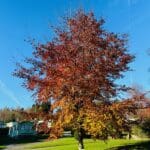 Lone autumn tree with red and orange leaves on green grass