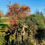 Rustic deer sculpture surrounded by autumn foliage and vibrant plants